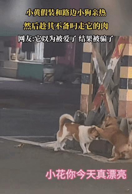 笑不活了！贵州，一只流浪狗假装来跟女子家狗狗来亲热，结果女子家的傻狗信以为真。没