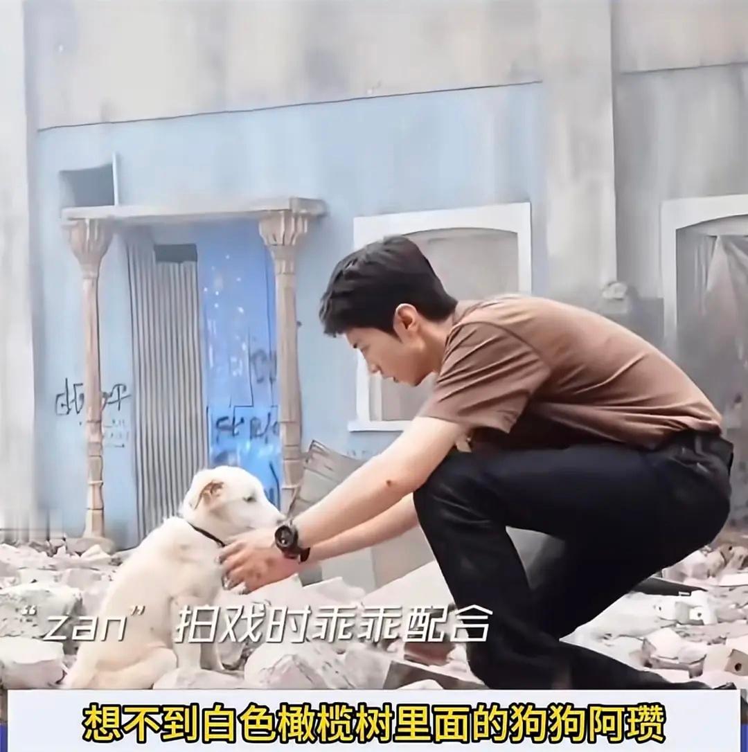 陈哲远收养了剧组没人要的流浪狗🐶，狗子现在被他养的很好。。真的好善良一个人！！