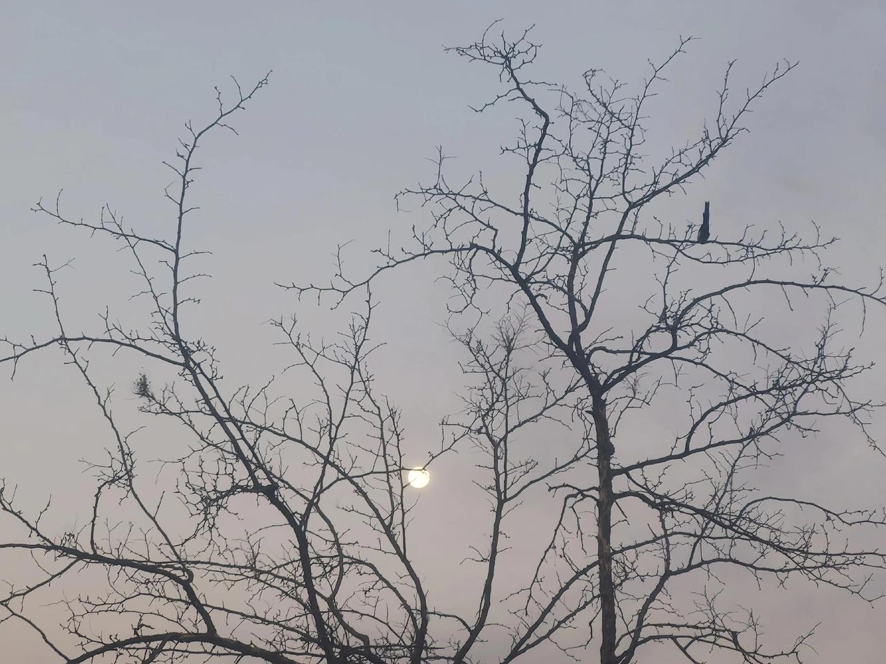 枝间月暮色沉下来，月亮便嵌进枯瘦的枝桠间了。交错的枝干如墨线勾勒，将那一点