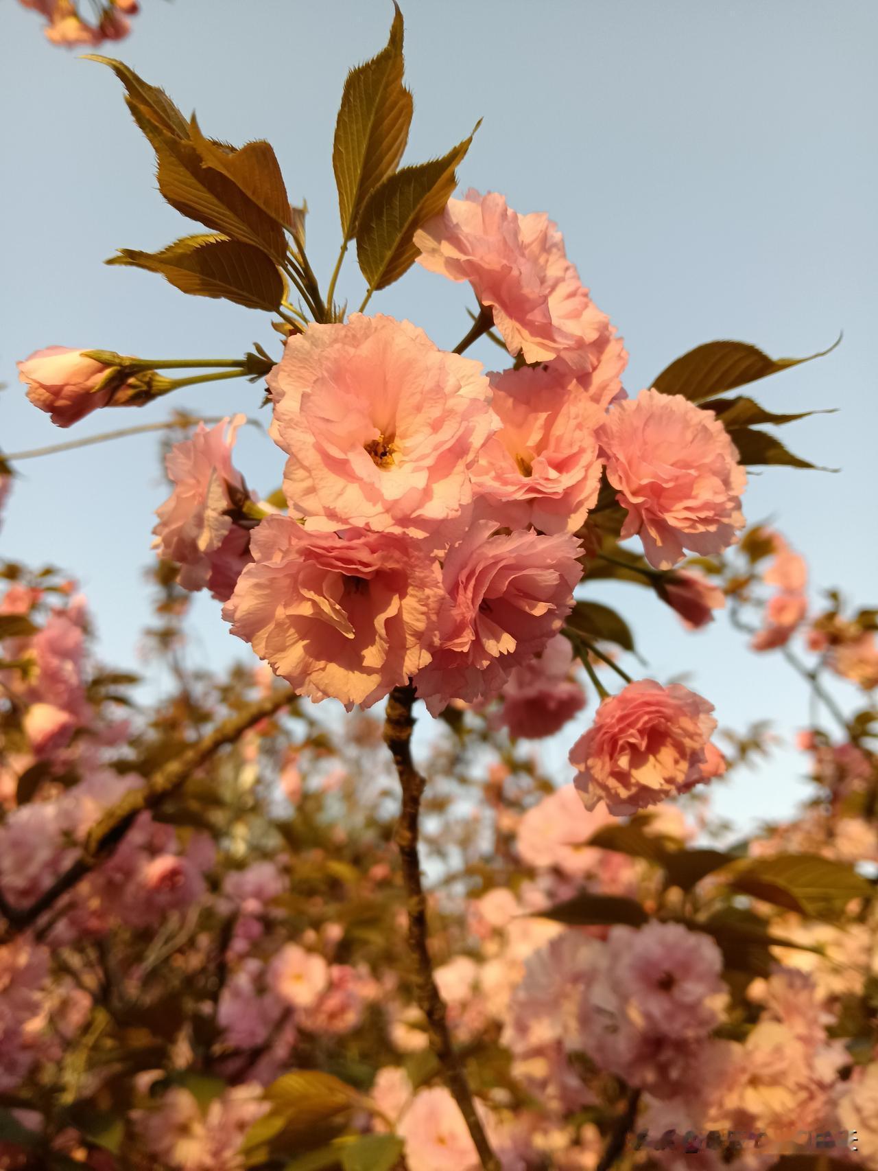 不知你发现了没有？？兄弟姐妹中，往往最懂事、最顾家、最让父母省心的那一个，反而