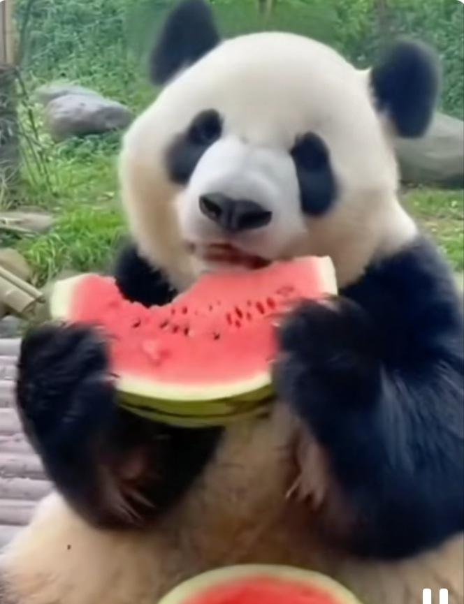 国宝还挺会吃西瓜呢，用一双手捧着西瓜块吃得很带劲，吃得嘴角流汁，关键是它还知道只