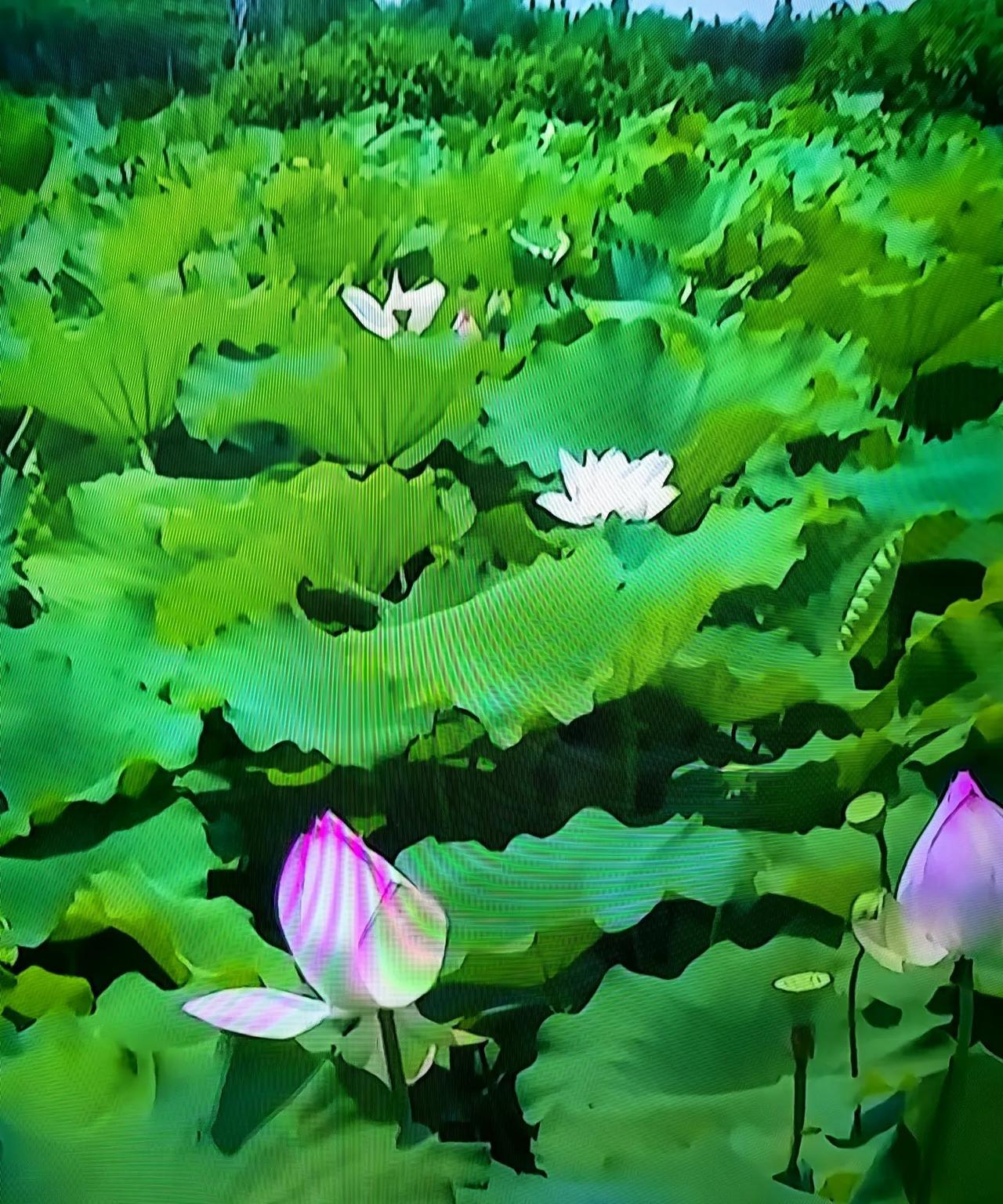 上联：雨打荷塘千把伞下联：？
