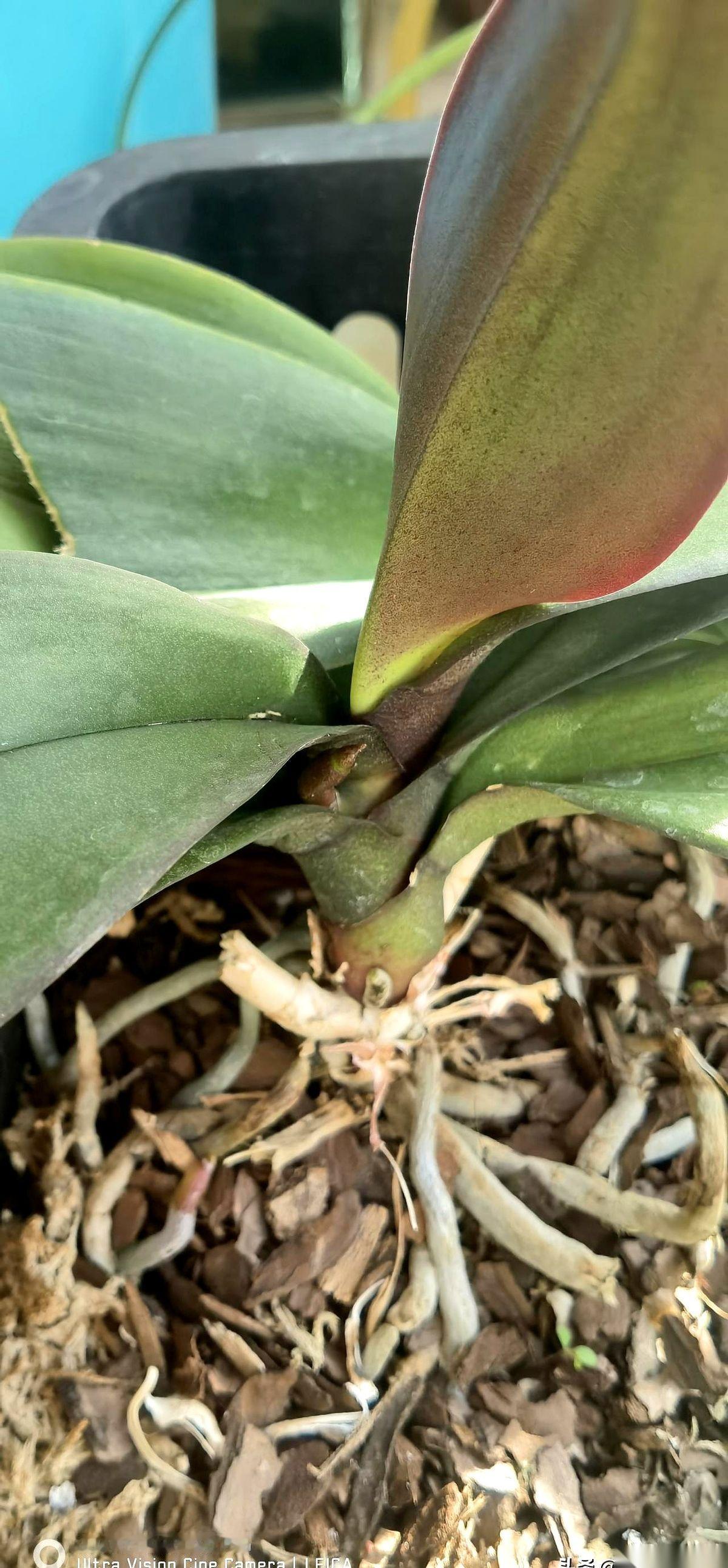 我算是看明白了。人呐，不能对一样东西太上心。你越是把它当个宝，天天盯着，浇水、