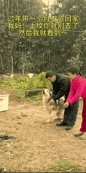 惊呆所有人！万物皆有灵，夫妻带狗狗给祖宗上坟，万万没想到，狗子竟