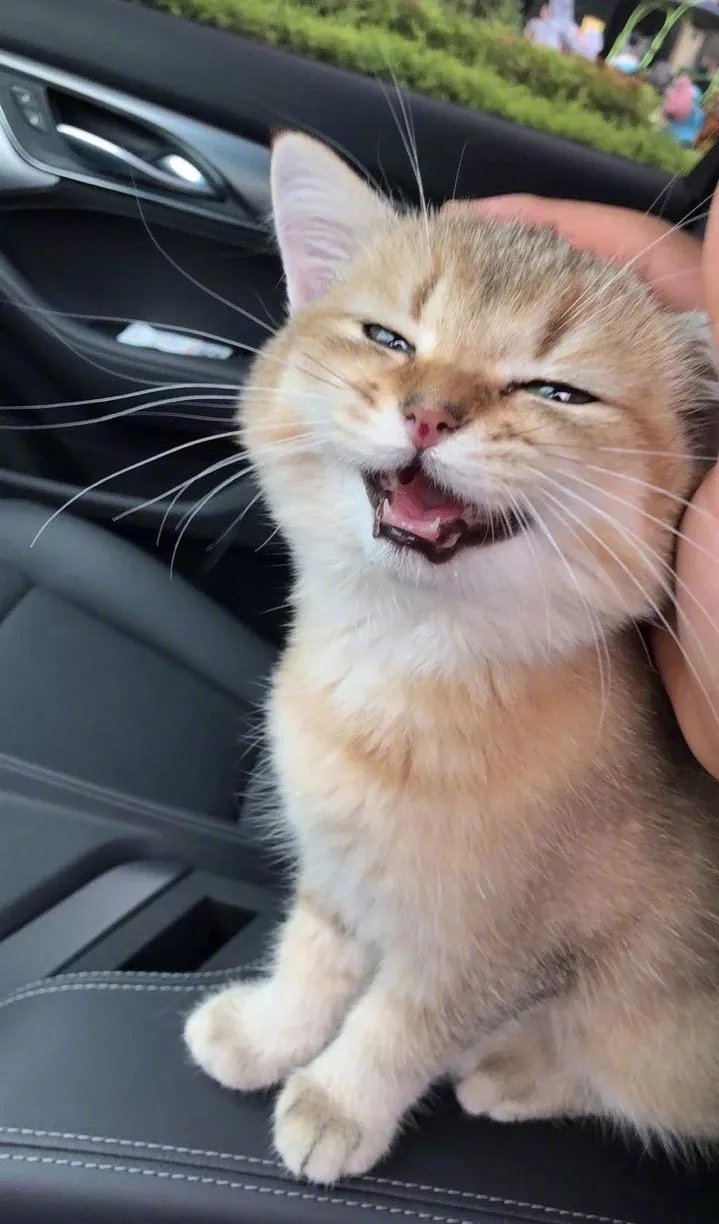 猫咪🐱坐上了小汽车🚗开心的站起来扶着车往着车外高兴的唱着小汽车呀滴滴滴主人捂