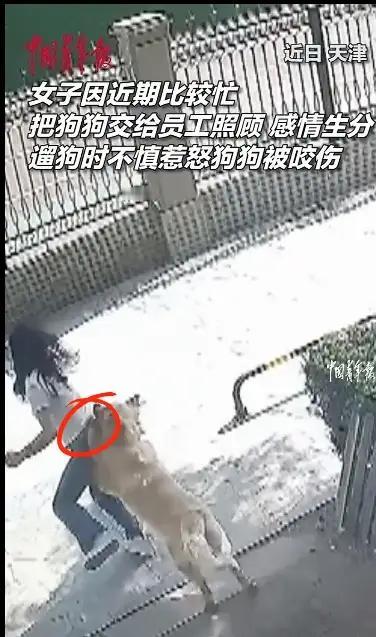 女子惨遭自家狗扑咬！长得很漂亮，金毛发疯了，疑似踢到蛋蛋了。这段描述反映了养狗