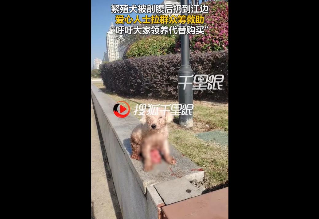 残忍！11月27日，浙江温州瑞安外滩岸边，市民发现一只肠道裸露的被弃比熊