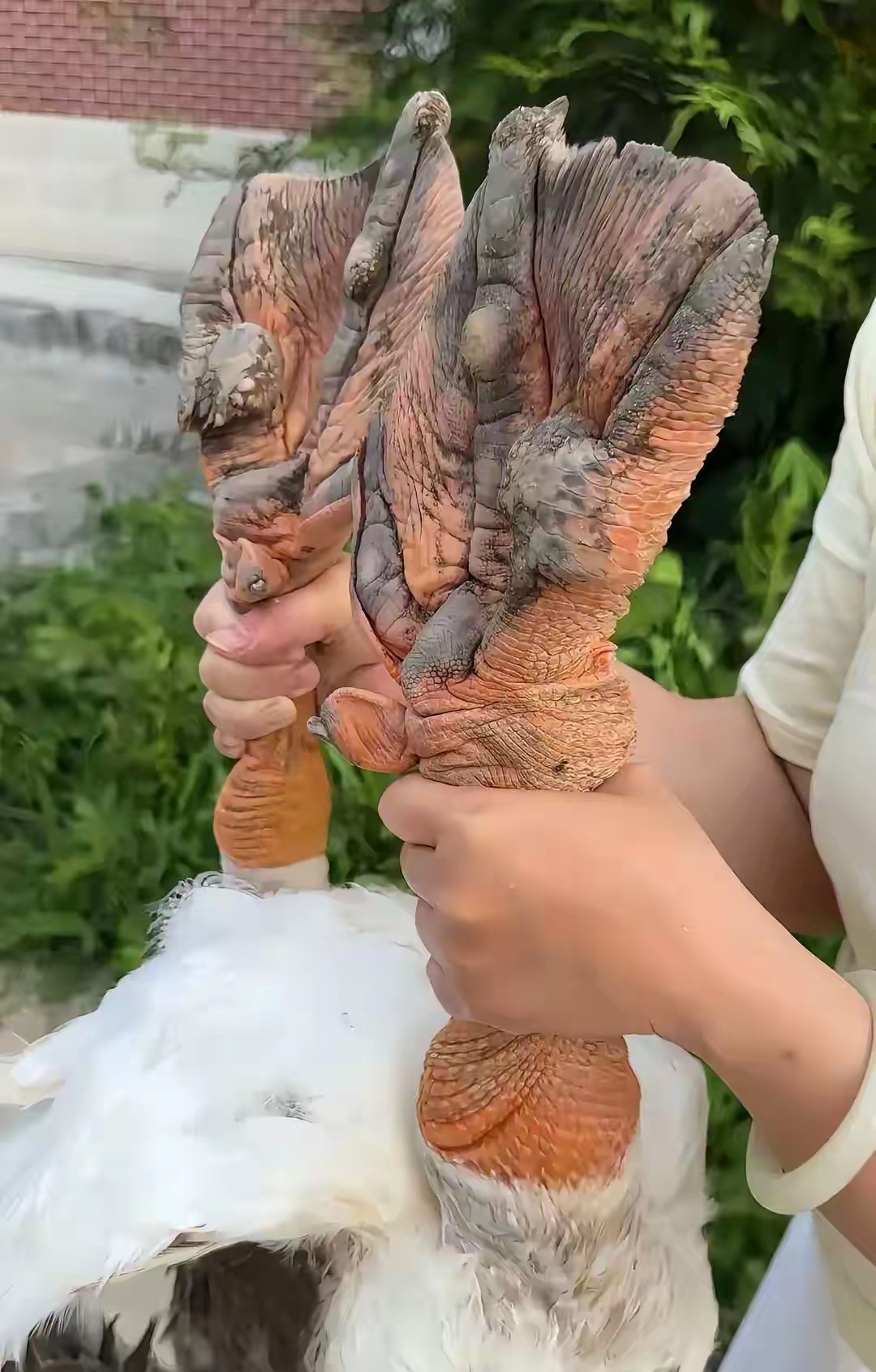 这是养了多久啊