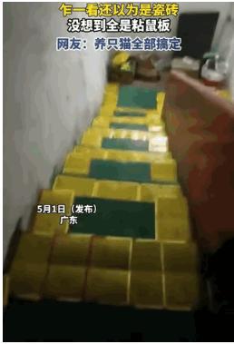5月2日黄河新闻网吕梁报道，广东东莞，仓库里老是有老鼠出没。为了避免货物被老鼠啃