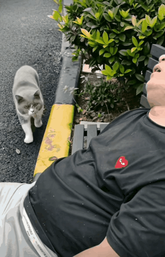 猫咪：主人，你已经睡了好久了[捂脸哭]