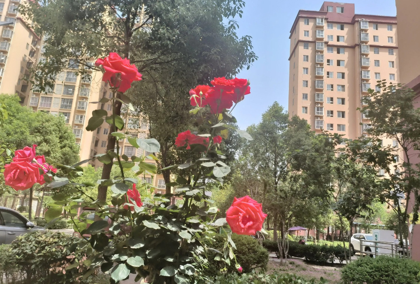是什么原因导致现在的人宁愿养宠物都不愿意结婚生孩子？我所在的小区，本来绿化还挺好