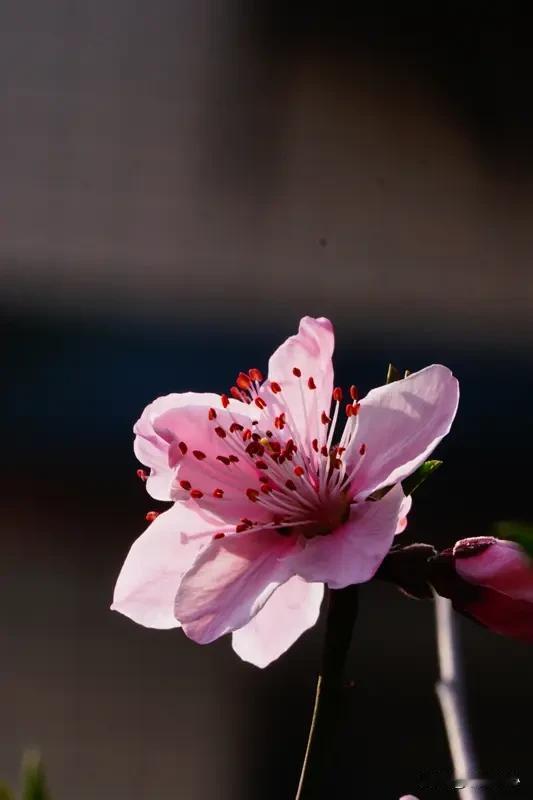 《七律*咏桃花》乐韵诗心原创诗词:桃花含笑沐东风，粉面含娇韵不同。要做花间