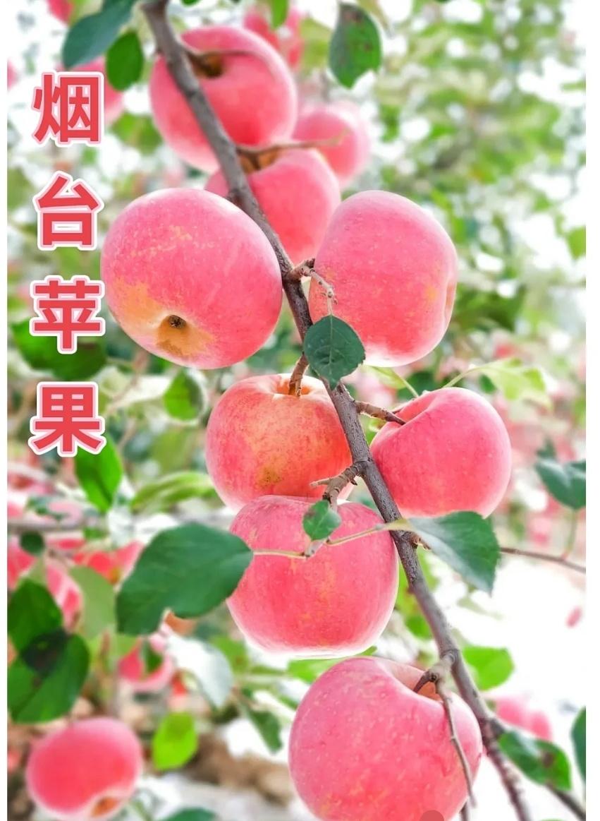 烟台苹果从小到大都吃，但是我觉得我吃的最好吃的一次是很多年前在绿色家园北门，栖霞