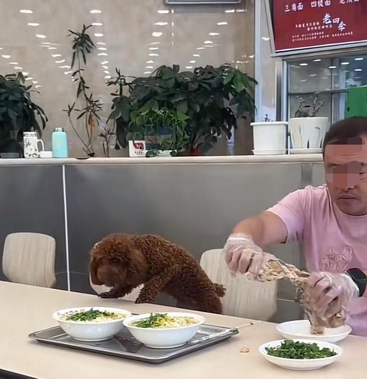 “你吃肉我吃鸡架！”沈阳这家老牌面馆狗上餐桌吃饭，事后店主发声：当时店员都去