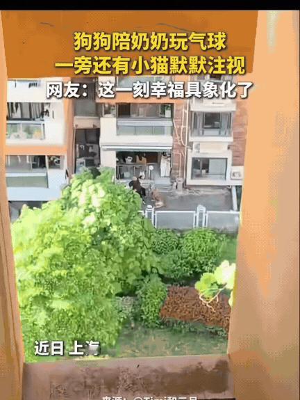 这一幕太治愈了！女生站在阳台眺望楼下风景，低头无意间瞥见一楼小院。一位老奶奶悠闲