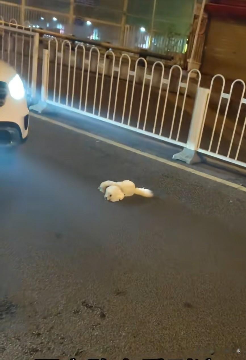 狠心的主人将小泰迪遗弃在车流量极大的地方，眨眼间，它就被一辆车从腰段碾压过去，当
