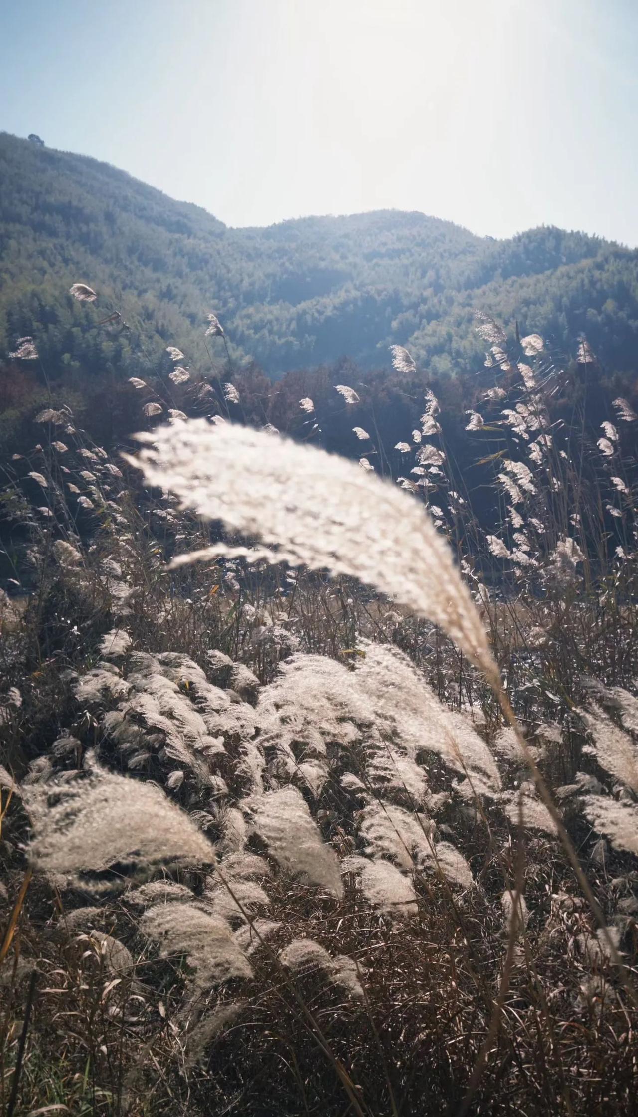 年轻人徒步｜初冬的水杉和芦苇景徒步的意义不是抵达终点而是你向前走的每一步