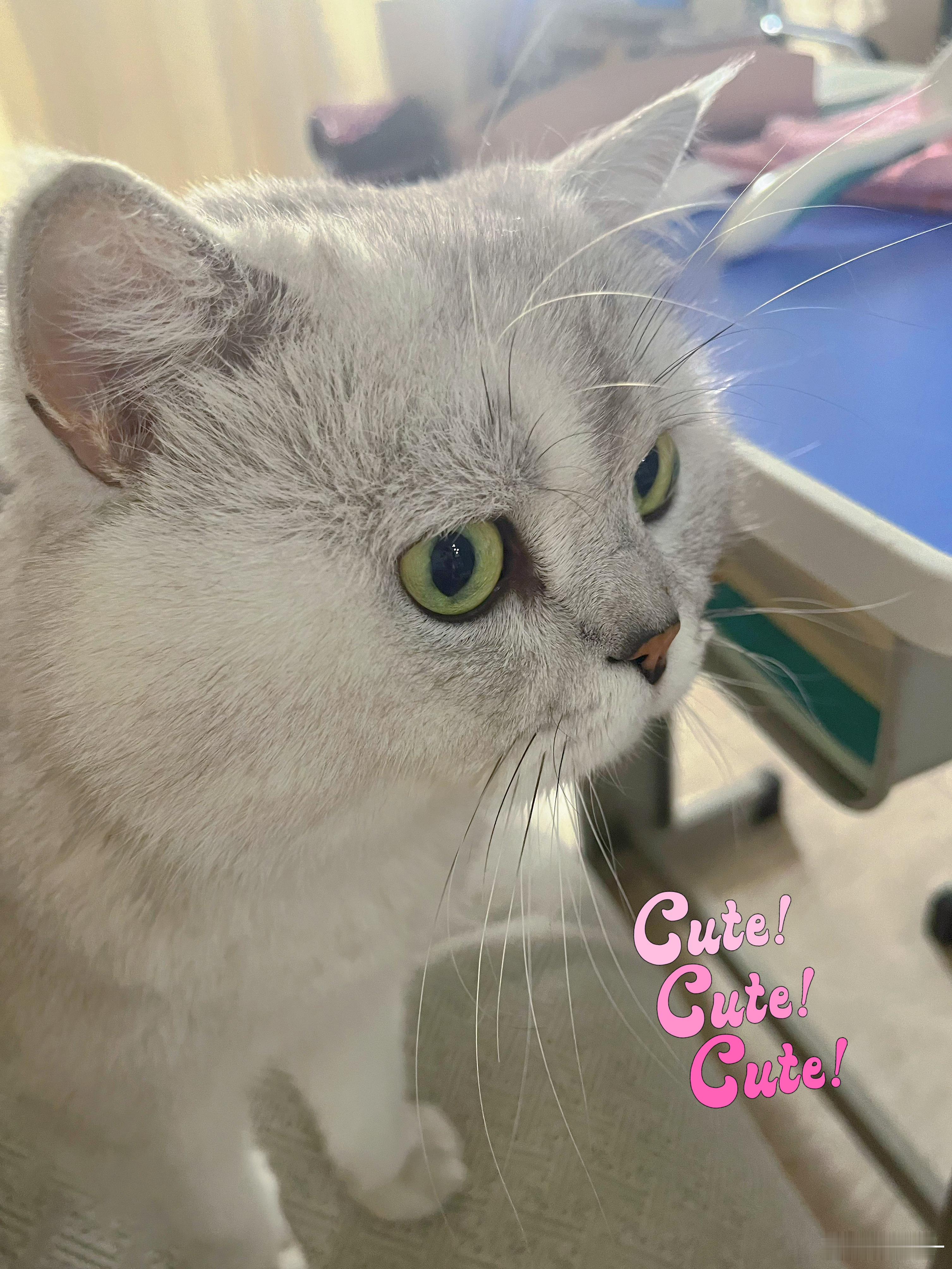 朋友家的猫猫超级好摸，是只神仙小猫，特别乖回家会迎接，朝人喵喵几声，平时不吵不叫