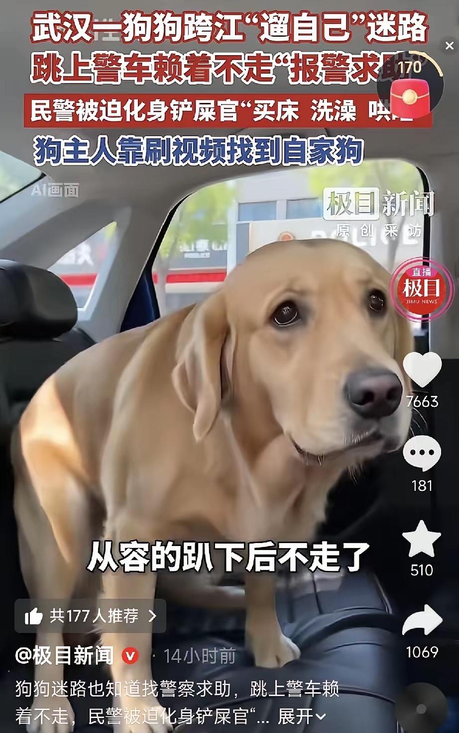 武汉一只拉布拉多凭超高智商走红全网，被网友称作最懂事的自救萌犬。 它独自出门
