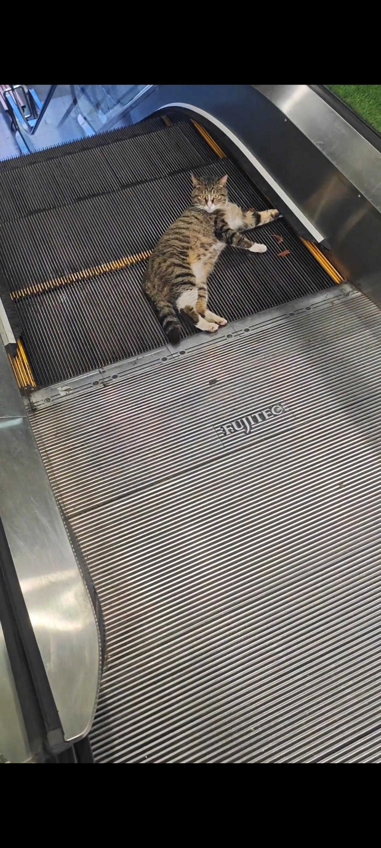 一只流浪猫正和往常一样来到一家商场扶梯口，当她正要上电梯口的时候，不幸突然就降临