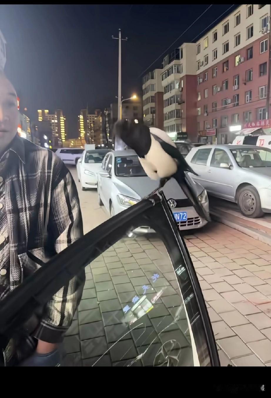 喜鹊落在这个男子的车门上，不停的鸣叫着，就是不飞走，这事真是有些奇怪，男子对它也