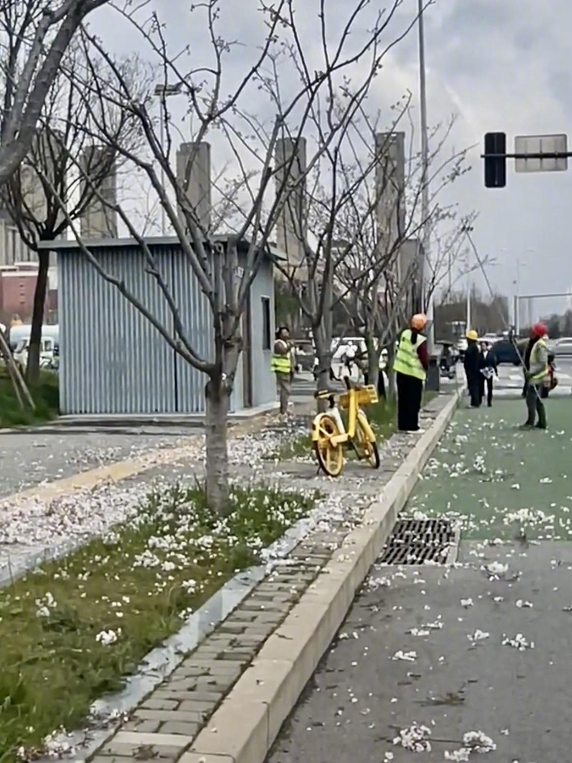 西安街头花朵遭打落，官方回应：非环卫工所为，涉事人员已被批评