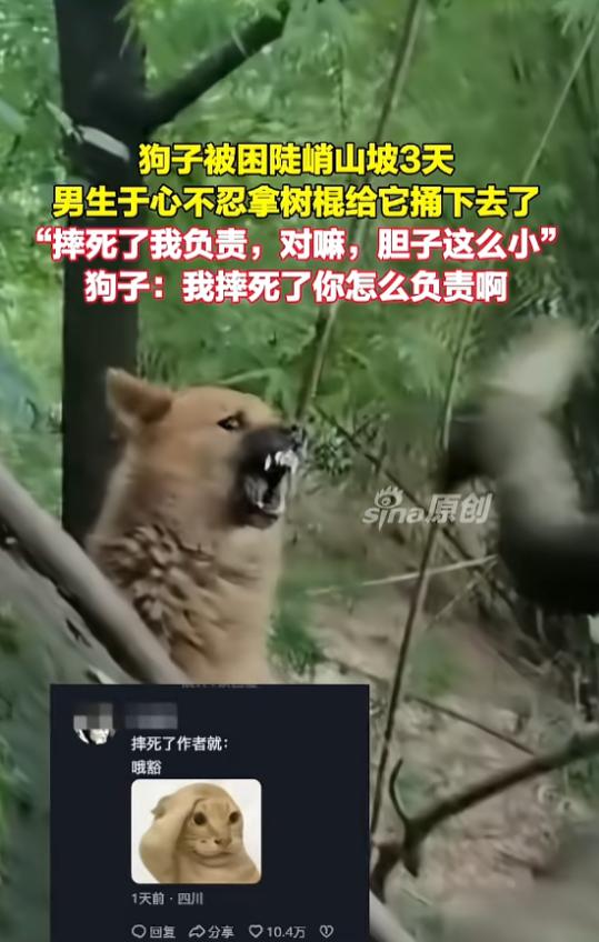 “太搞笑了！”7月5日报道，四川，一只狗被困在山坡上，因为胆子小不敢下去，足足被