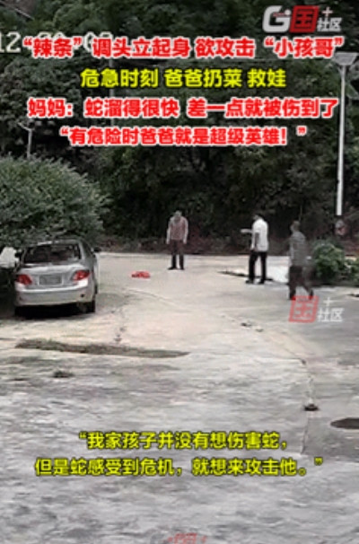 不幸中的万幸！”广东惠州，一小孩在街上玩溜溜车时，突然看到有条蛇朝他袭来，小孩顿