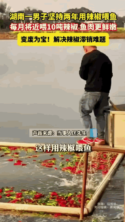 太有头脑了！湖南，一男子养鱼发现光饲料就占了大半成本，太不划算，于是他灵机一动，
