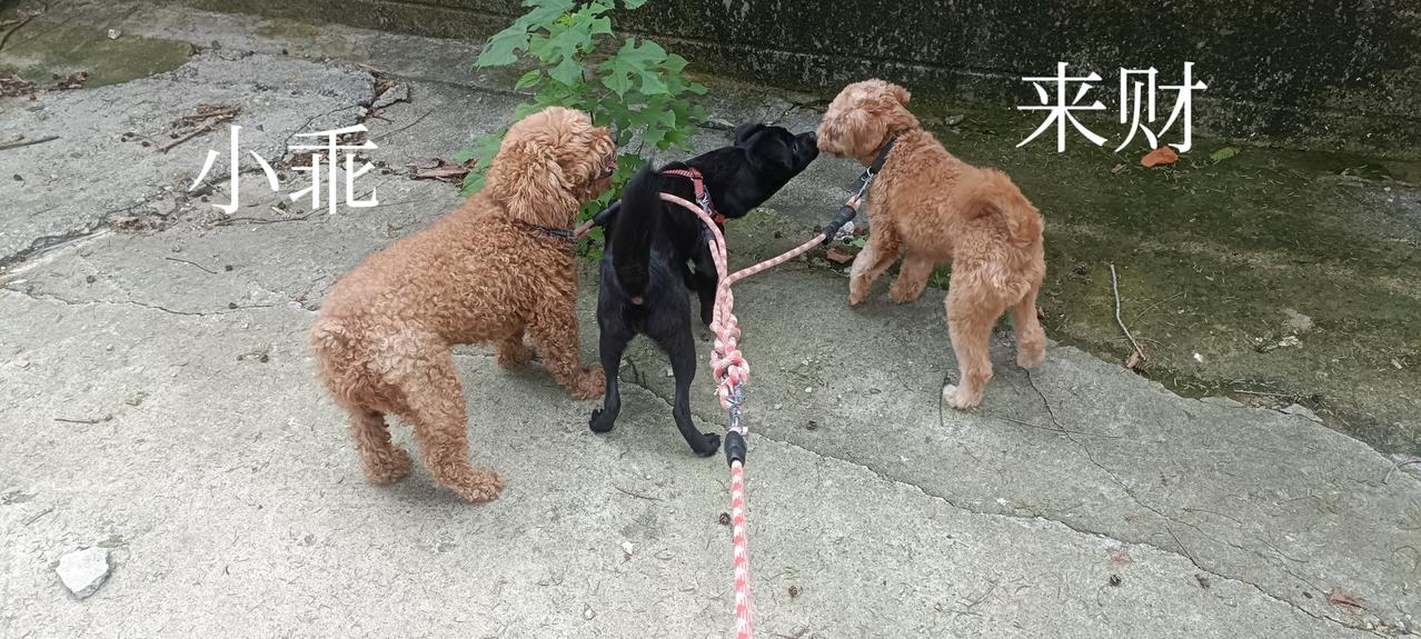 5月21号被主人狠心遗弃在我家门口的小黑狗被我正式收养！因为小黑狗是一只小母