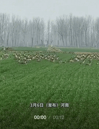 意外之喜？河南，男子到自家的小麦地里工作，突然发现一群大雁飞到了自家地里，男子也