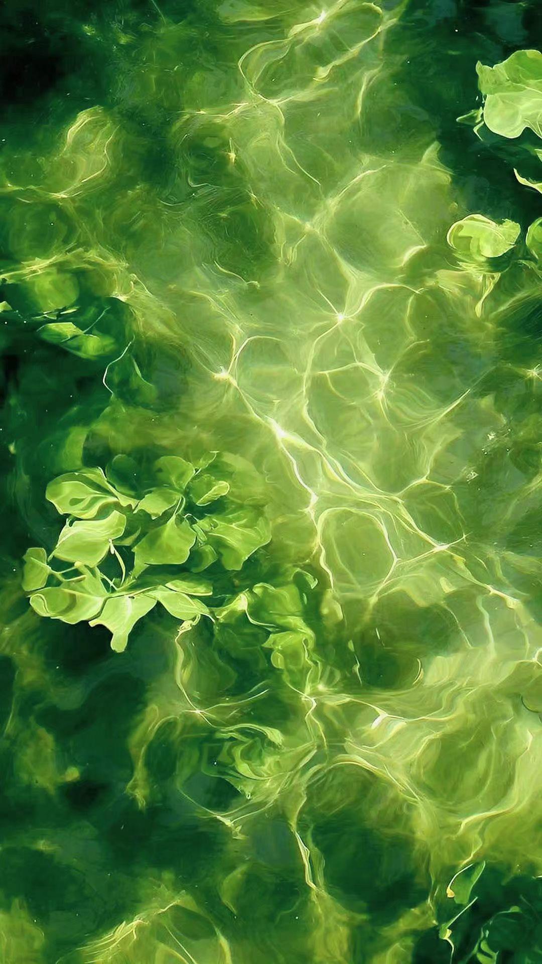 🌿光在水里织网，叶子是困不住的绿精灵✨夏天把心事泡成翡翠色，连呼吸都带着凉?