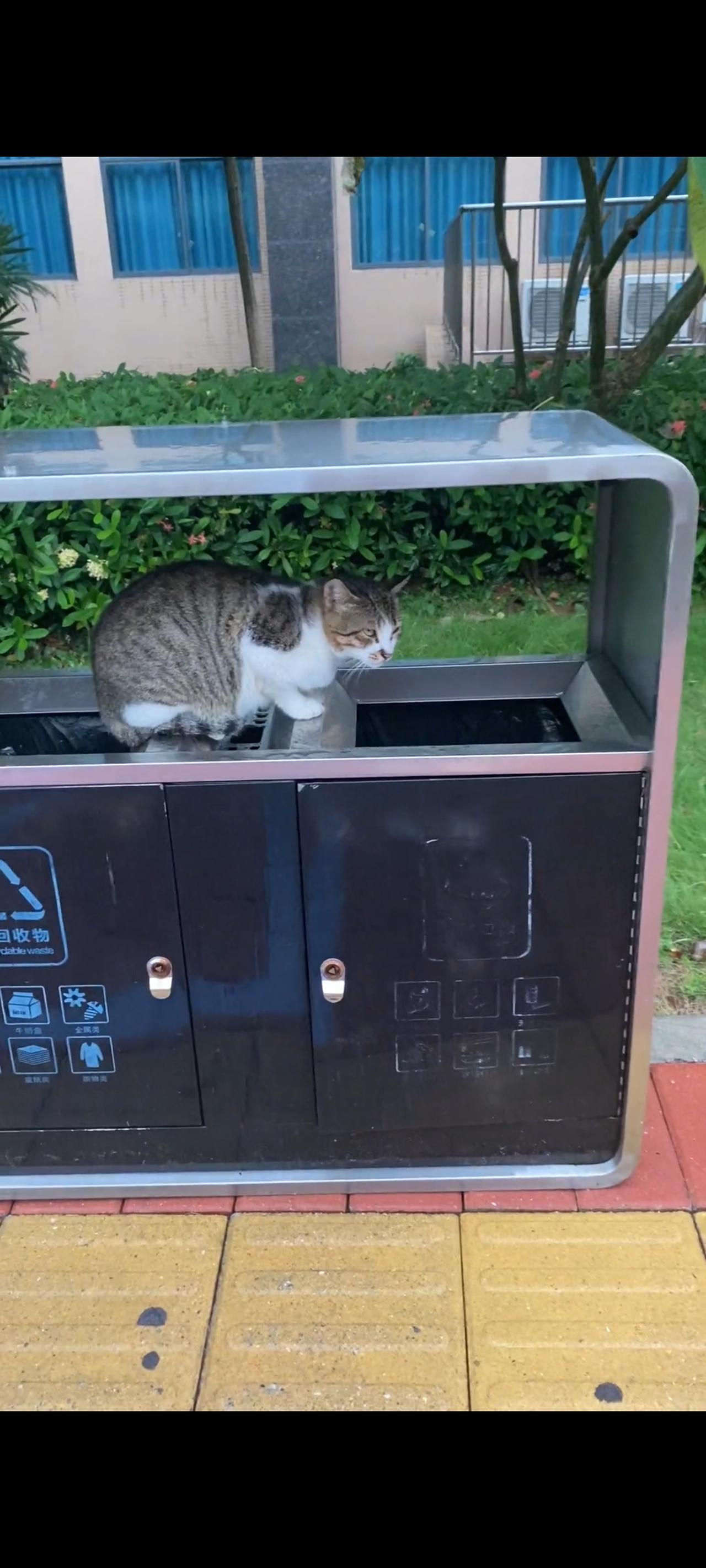 无家可归的流浪猫，她们究竟过得有多么的悲惨，吃得上顿没下顿对于他们来说是家常便饭
