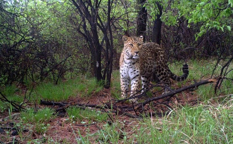 消失30年的华北豹再现北京“门口”！2025年，红外相机在距北京仅160公里的河