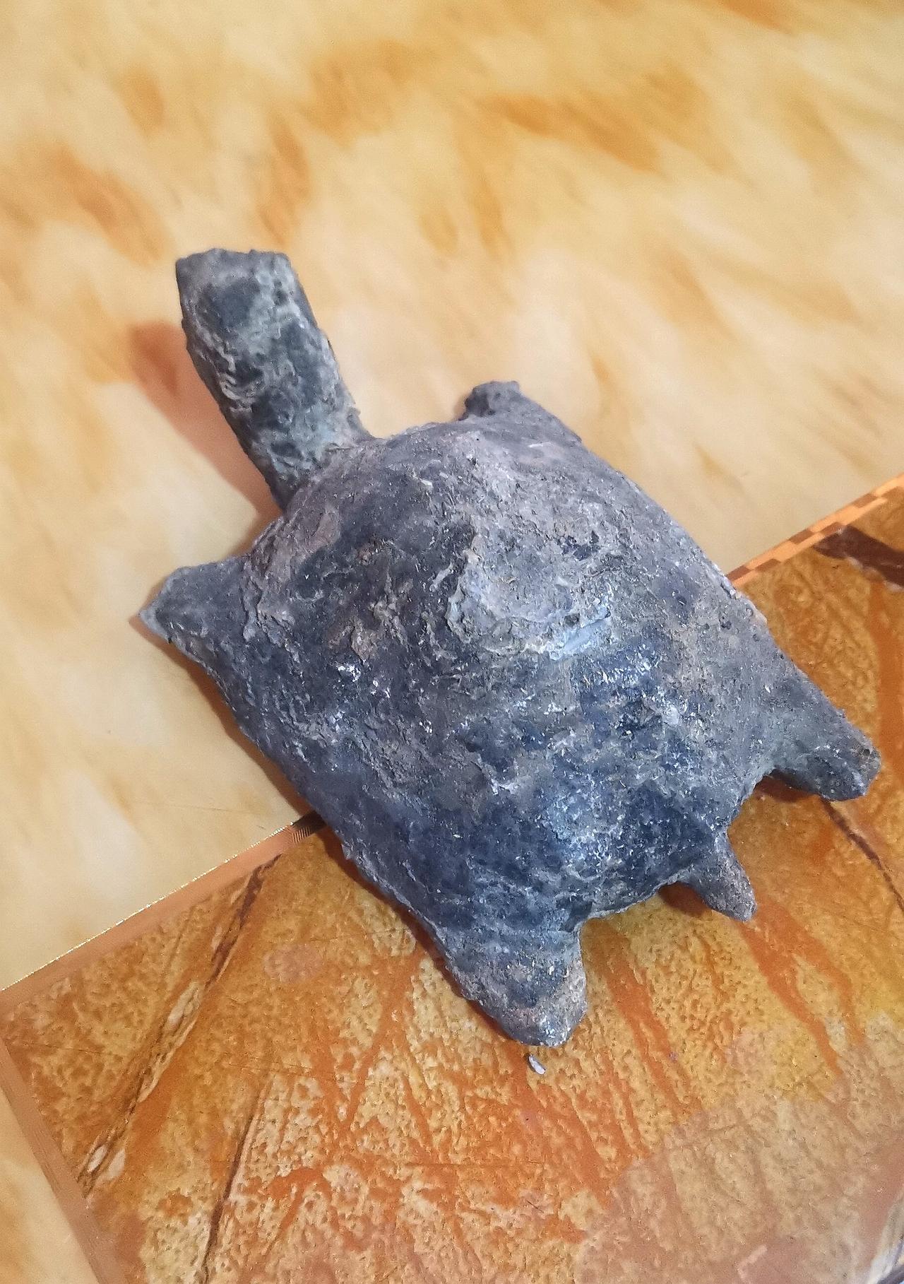我的这只据说是五亿年前的乌龟化石，有人说是假的，令人愕然！