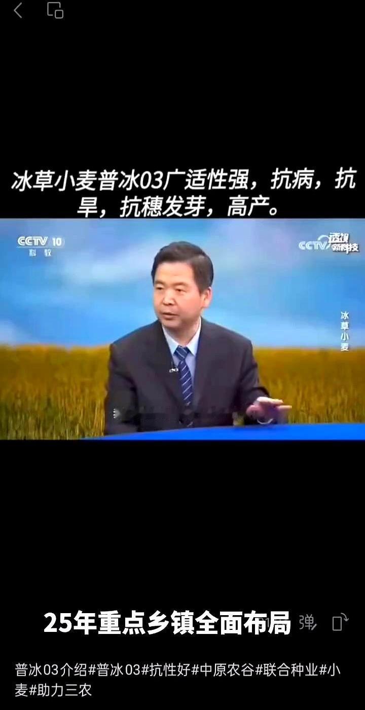冰草小麦普冰03广适性强，抗病、抗旱、抗穗发芽、高产。这品种抗旱的本事可不是