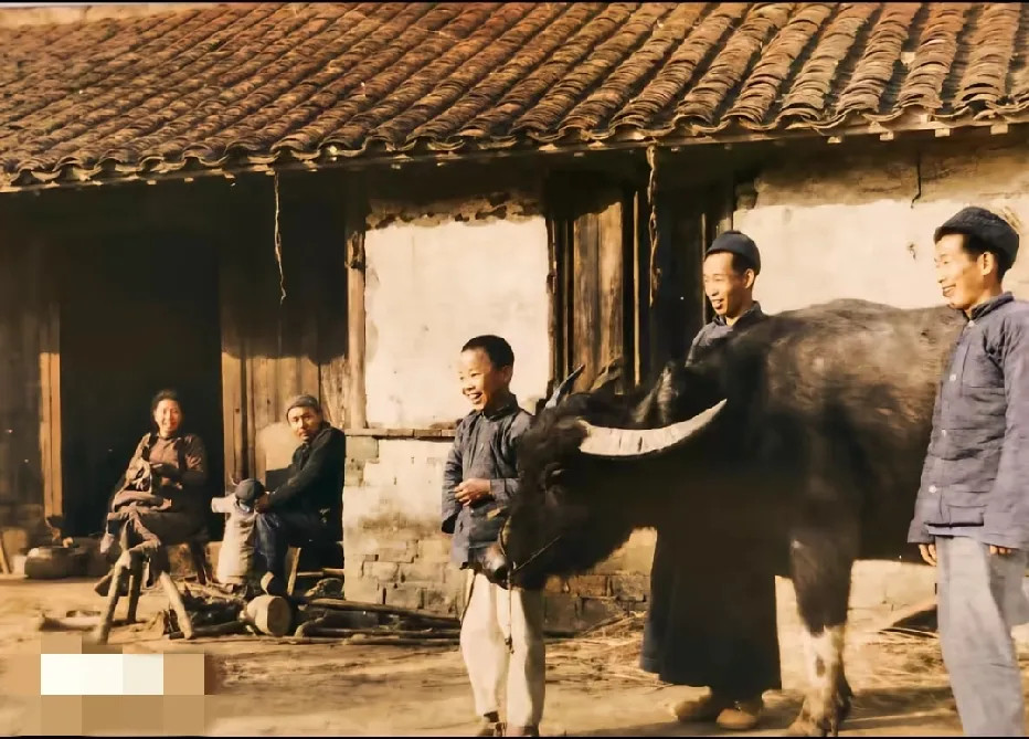 50年代，土地改革时期农民分到一头牛时的一幕，一家人欢天喜地，当时的一头牛不亚于