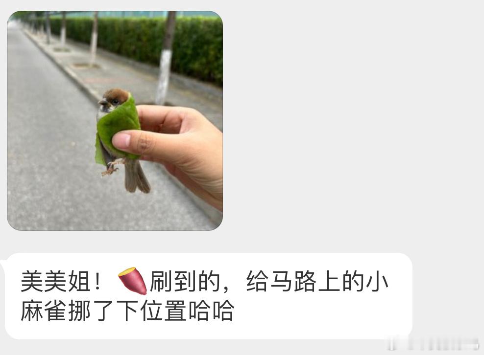 学飞阶段的小麻雀马路车辆多，给它放附近的绿化带即可菜鸟裹裹（bushi​​​