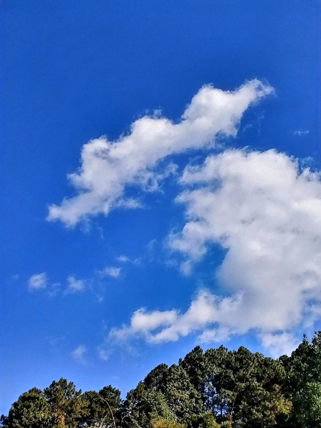 蓝天白云相伴，绿树郁郁葱葱，大自然的美妙景致一览无余！今年冬日的蓝天白云澄澈至极