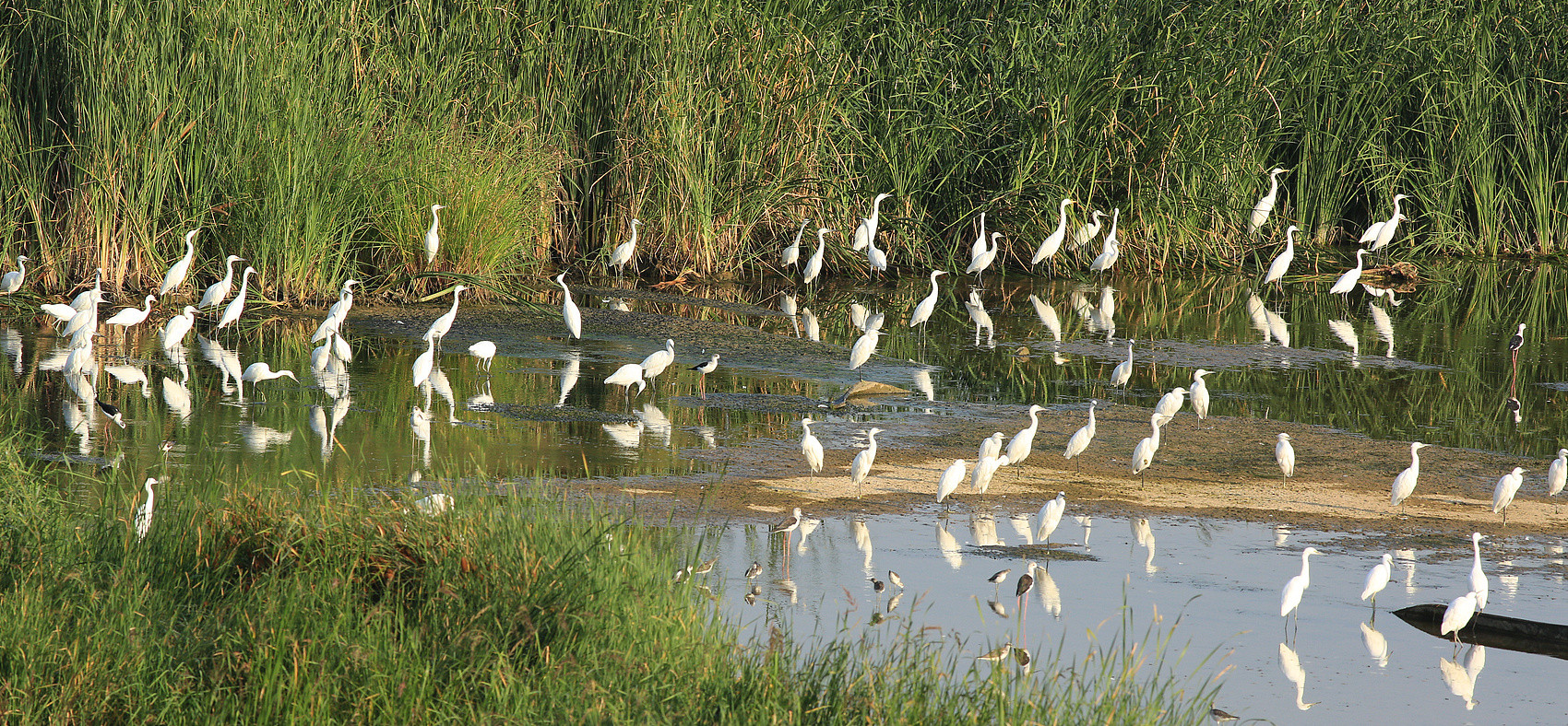 每当开上自己的宝马自驾游，都会想起辽河口美丽的红海滩。守护湿地，宝马先行。华晨宝