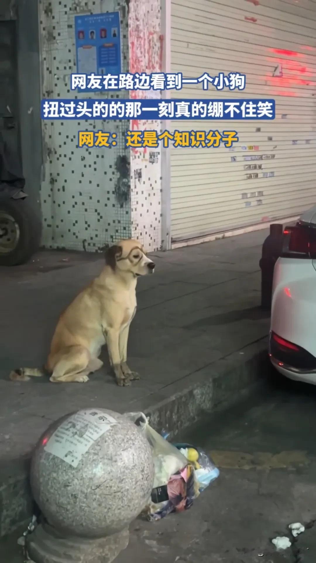 网友在路边看到一只普通小狗在看风景，正想夸它岁月静好，结果它冷不丁一回头——好家