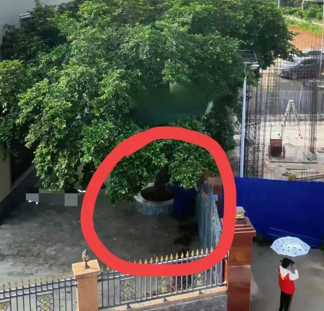 全红婵家盖房，老树碍事，全爸不敢叫人砍伐的原因如下。1.据说这棵根深叶茂的老树