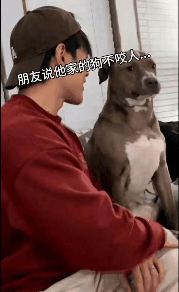 笑不活了！男子去朋友家做客，看到家里的狗子长相看着凶凶的，心里直发怵。朋友连忙