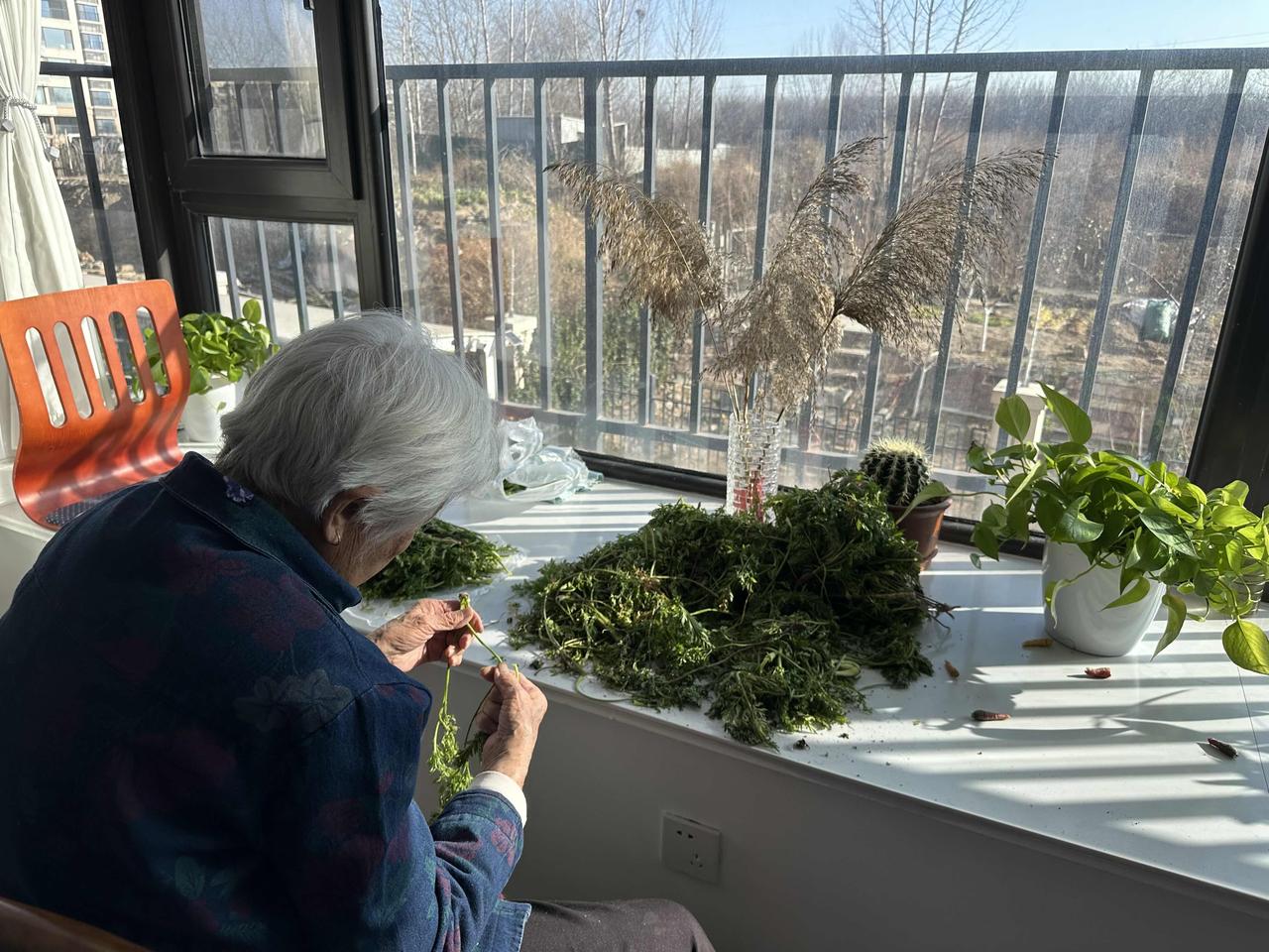 88岁老妈妈准备蒸萝卜缨窝窝了！姐姐院子里种了一畦胡萝卜🥕，入冬后姐姐收了胡