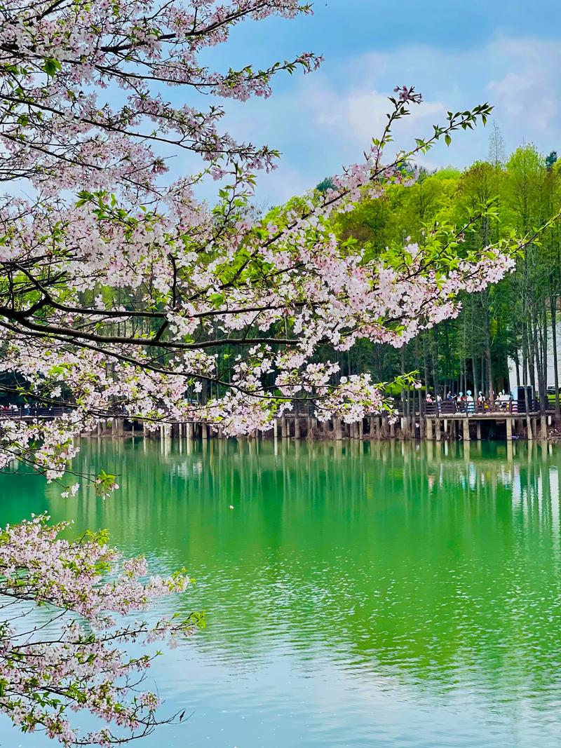 长沙春日赏花，这些地方值得打卡！