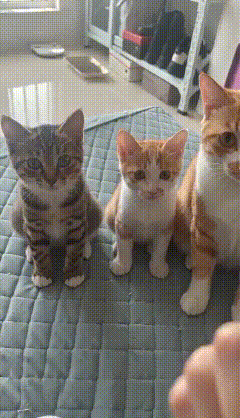真的要被这三只猫咪的默契测试笑疯！太真实、太有灵性了！很多人说猫咪听不懂人