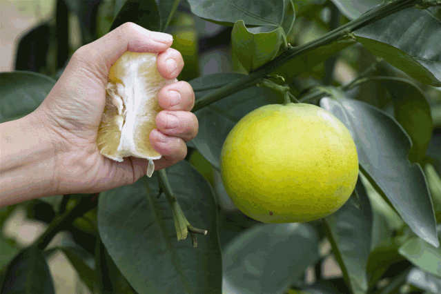【老式水果为何消失了】被淘汰的水果如今超市水果越来越甜、颜值越来越高，很多人却怀
