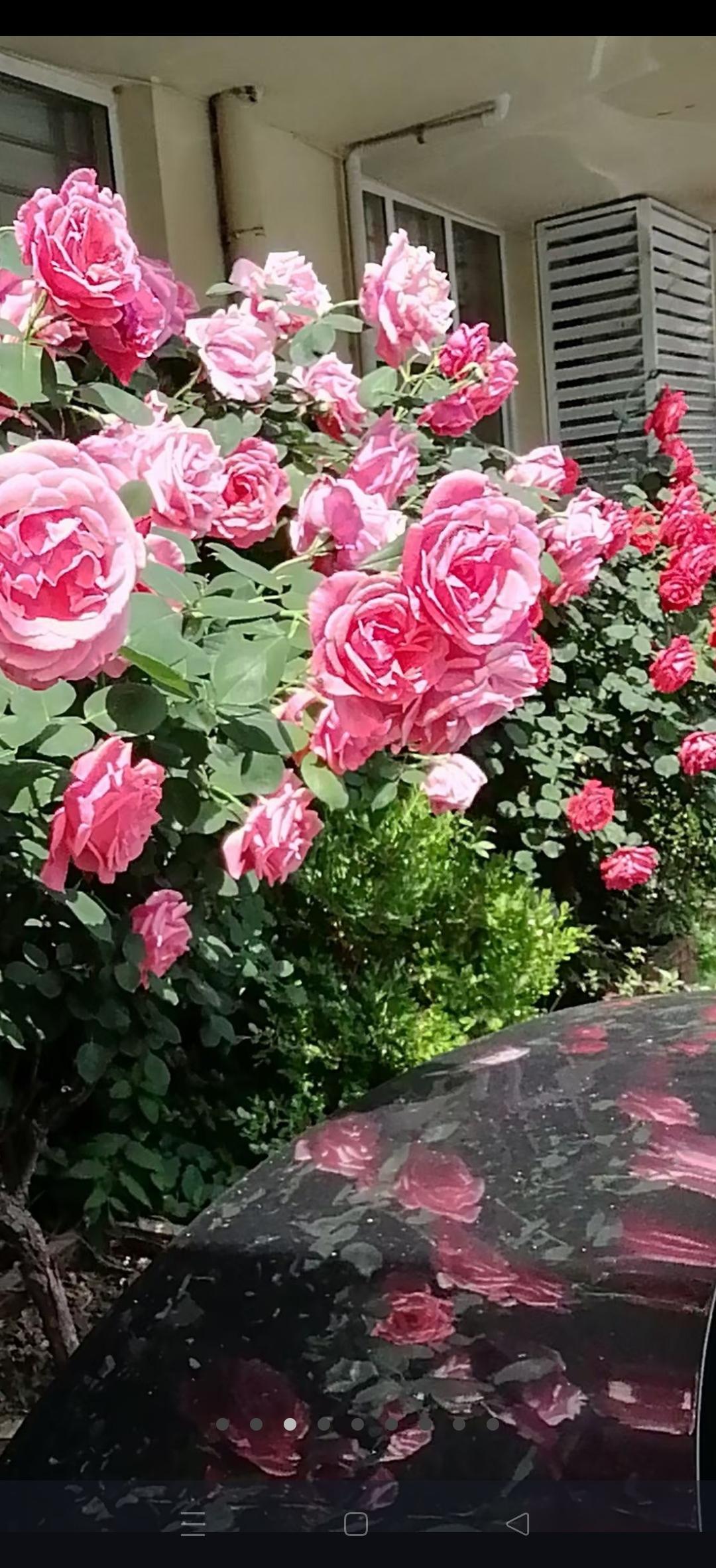 春日生活打卡季春日里，月季花开绝对是一道亮丽的风景线。我觉得春日的美好就藏在