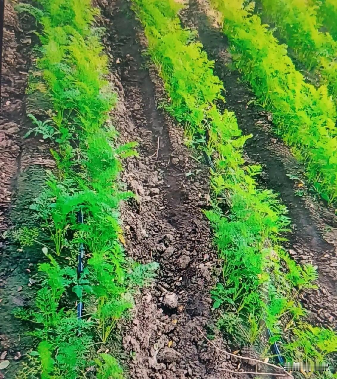 种胡萝卜千万别浇水太勤很多新手种胡萝卜，总怕缺水天天浇水，最后萝卜长不大还