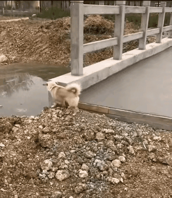 有一说一，这汪星人是怎么知道他们在弄地板的?